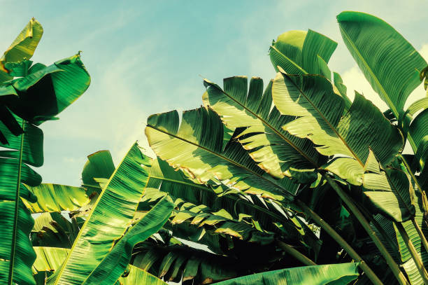 istock tropical rainforest, large banana palm leaf 1280296502