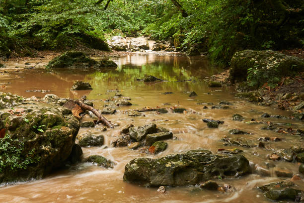 fiume fangoso nella foresta subtropicale dopo la pioggia - cave fern flowing forest foto e immagini stock