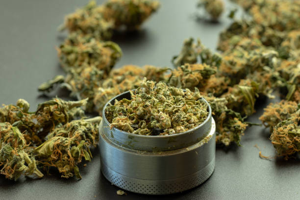 Arka Planda Ufalanmış Marihuana Ve Kenevir Tomurcukları Ile Grinder Closeup  Stok Fotoğraflar & ABD'nin Daha Fazla Resimleri - iStock