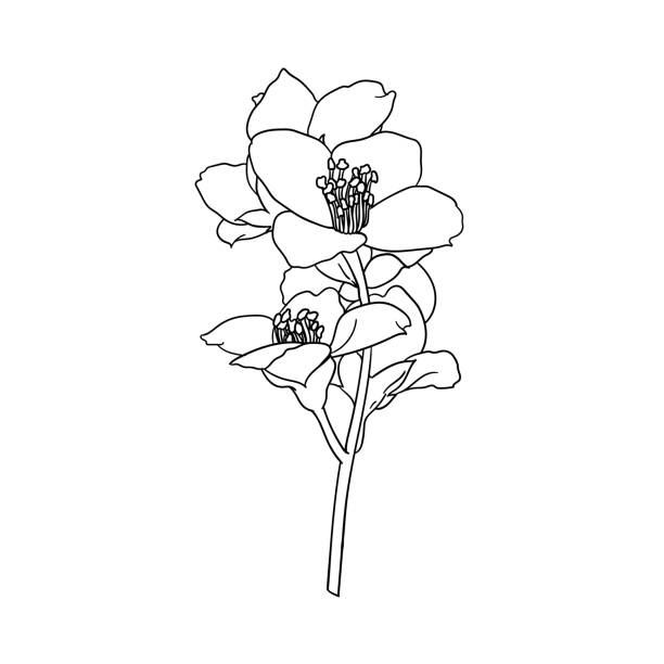 illustrations, cliparts, dessins animés et icônes de contour noir et blanc de jasmin de fleur de branche isolé sur le fond. ligne de contour de tirage à la main et fleurs de branche de traits. élément de conception pour la carte de voeux et l’invitation - 3383