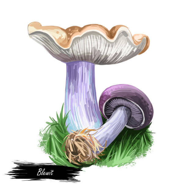 Blewit blue-led mushroom digital art illustration, vegetable from genus agarics. Closeup of white funfus growing with grass, nature ecosystem ingredient. Veggie vegetarian food edible plants Blewit blue-led mushroom digital art illustration, vegetable from genus agarics. Closeup of white funfus growing with grass, nature ecosystem ingredient. Veggie vegetarian food edible plant. Blewit stock illustrations