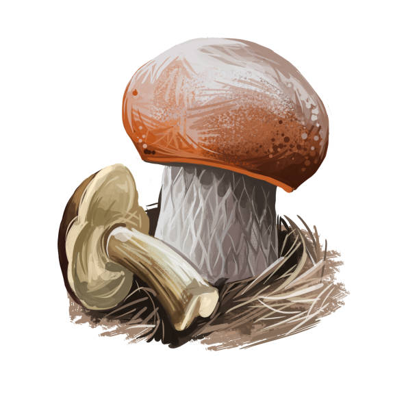 boletis edulis, penny bun, cep porcino lub borowik grzyb ilustracji cyfrowej sztuki. sezon grzybobrania, roślina zbierająca rośliny rosnące na ziemi w lasach i lasach. zbliżenie schowka grzyb - grzybobranie stock illustrations