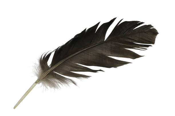 Beautiful Feather Isolated On White Background