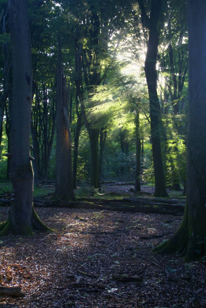istock Incoming sunlight through the foliage of a beech forest 1280303003