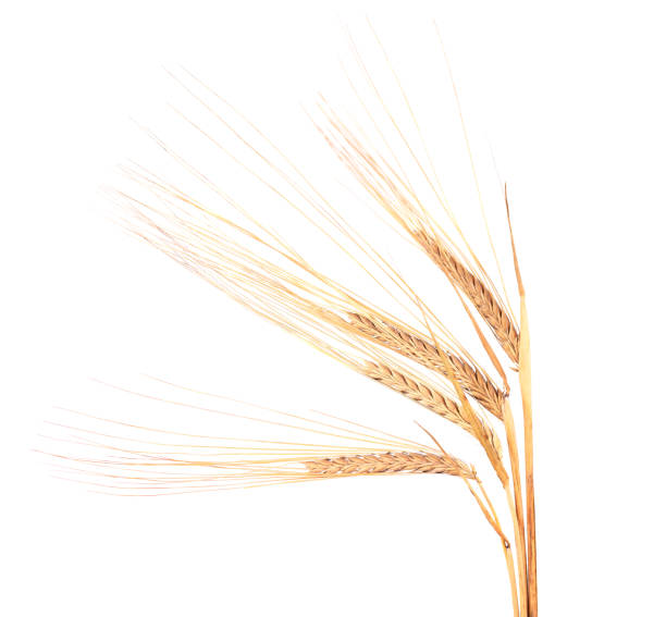 istock Dry spikelets of wheat, isolated on white background. 1280303873