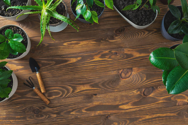 istock Indoor flowers on wooden table with copy space top view 1280304406