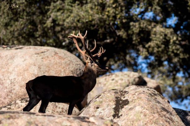 istock Deers in the Sierra de Andujar 1280306117