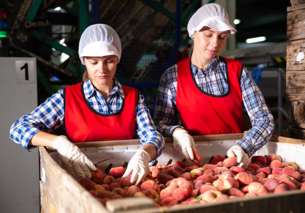 istock Young women sorting peaches and checking quality at warehouse 1280306164