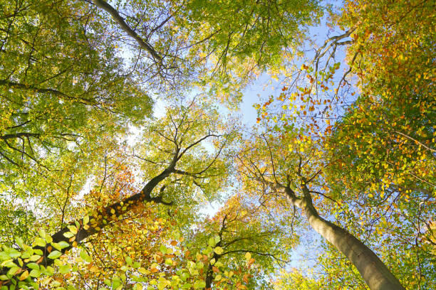 foresta autunnale - herbstwald foto e immagini stock