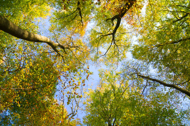 秋の森 - herbstwald ストックフォトと画像