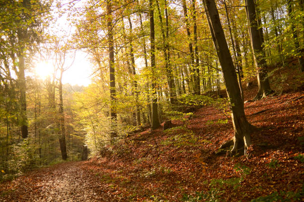 bosque de otoño - herbstwald fotografías e imágenes de stock