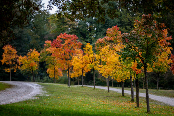 istock Colorful trees in autumn 1280308690