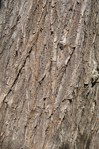 Japanese pagoda tree bark detail Japanese pagoda tree bark detail - Latin name - Styphnolobium japonicum (Sophora japonica) styphnolobium japonicum stock pictures, royalty-free photos & images