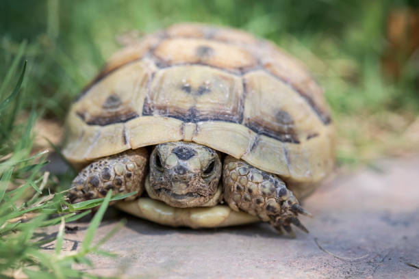 istock Closeup head of tortoise 1280310305