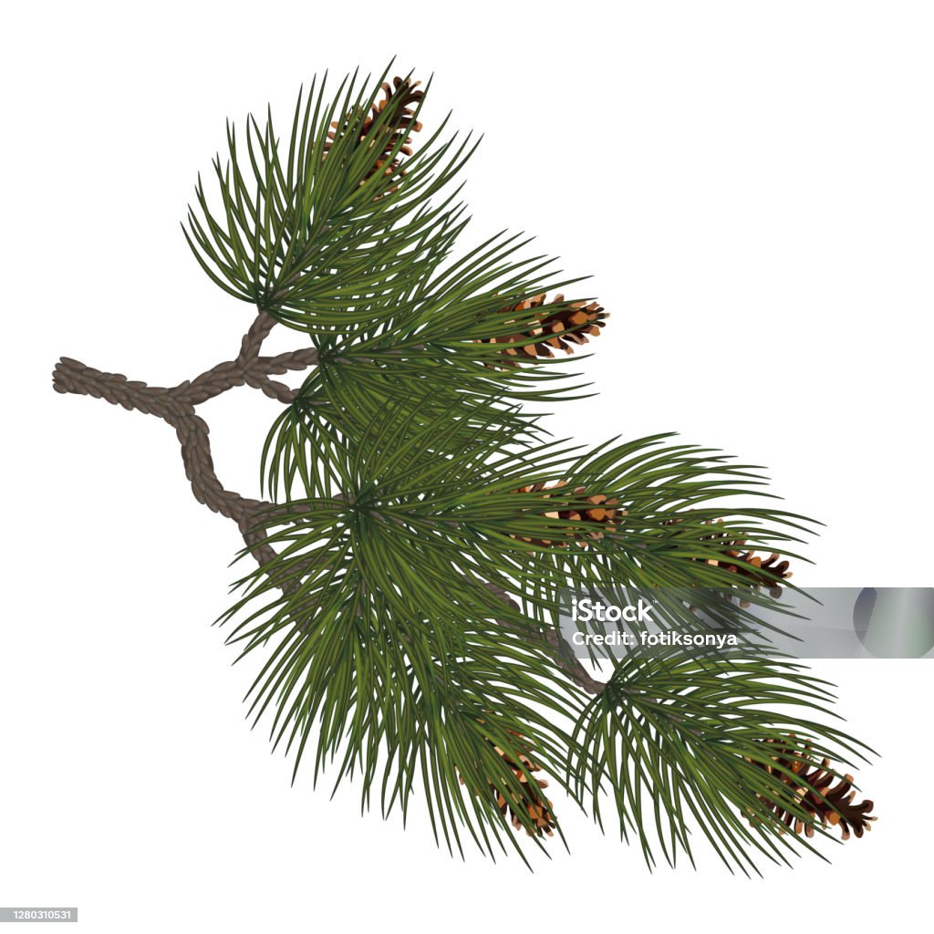 Pine Branches With Cones Winter Nature With Free Space For