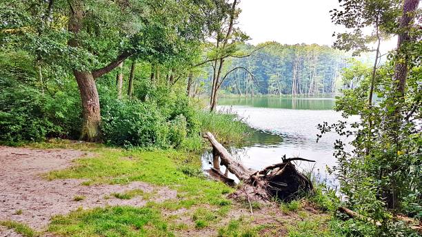 istock Tree lies in the lake 1280310571