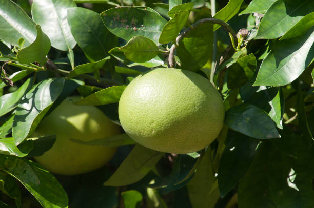 istock Unripened fruit of a Citrus X aurantium or red grapefruit tree 1280311037