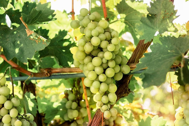 close-up um monte de uvas brancas na videira para a fabricação de vinho. colheita de uvas de outono, frutas frescas. chardonnay, chenin blanc, mascate, pinot blanc, riesling, sauvignon blanc. - chenin blanc - fotografias e filmes do acervo