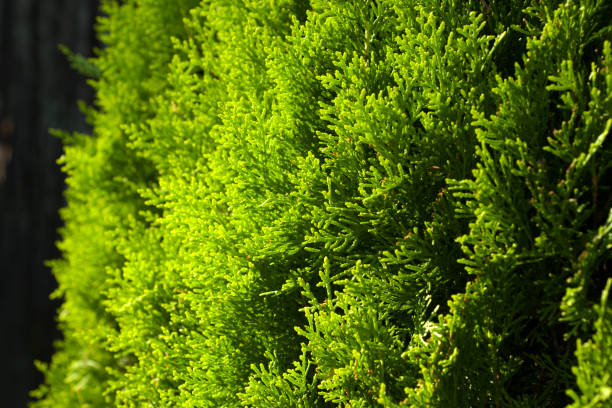 istock Thuja tree branch and leave macro background, green color background 1280311425