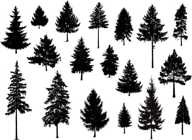 podstawowe rgb - spruce tree stock illustrations