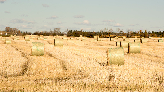 A typical Fall season in Canada. Farmers bales collect in a field. Taken in Alberta, Canada
