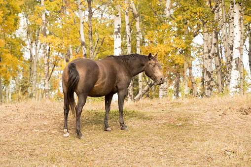 A large horse standing in a field against a fall colored background