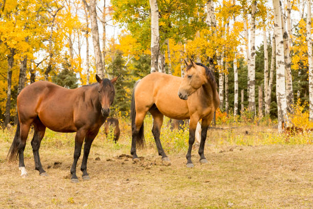 Two horses standing in a field against a fall colored background. Taken  in Alberta, Canada