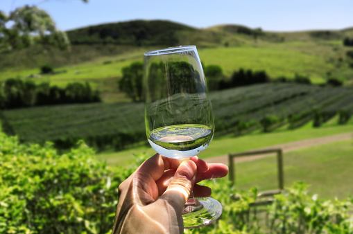 Glass with white wine in hand in front of beautiful vineyard