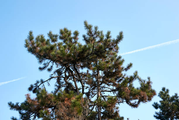 istock Pinus nigra J. F. Arnold 1280316711