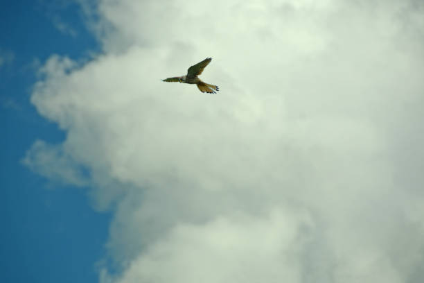 Single kestrel (Falco tinnunculus) hovering high in front of a large cloud.Looking for prey.