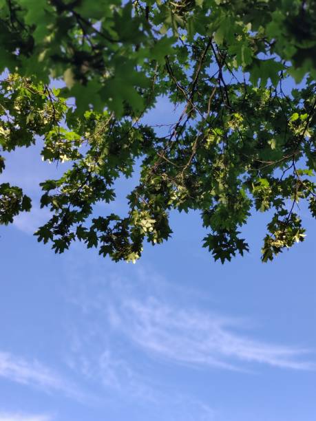 istock green foliage of a tree against a blue sky 1280318164