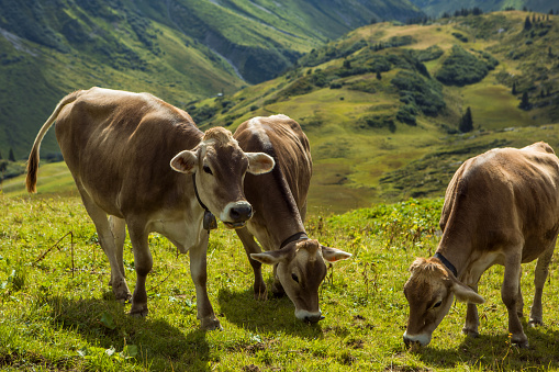 View of cows in the alpine countryside