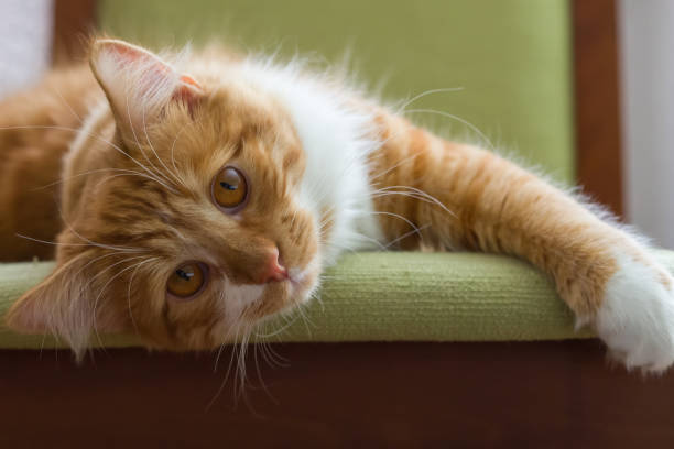 istock Red-headed cat lying on a green chair 1280319078