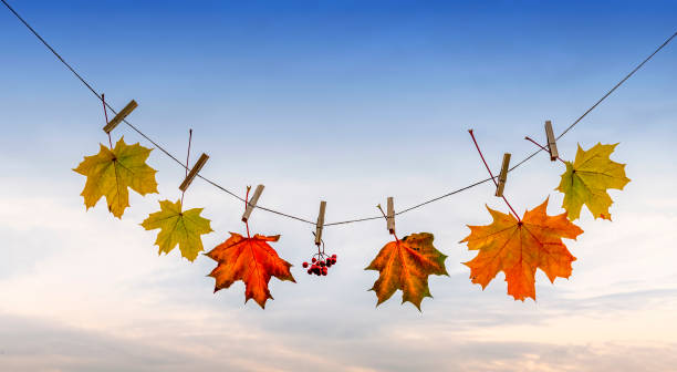 istock Autumn composition with maple leaves suspended on washing line by clothespin 1280319216