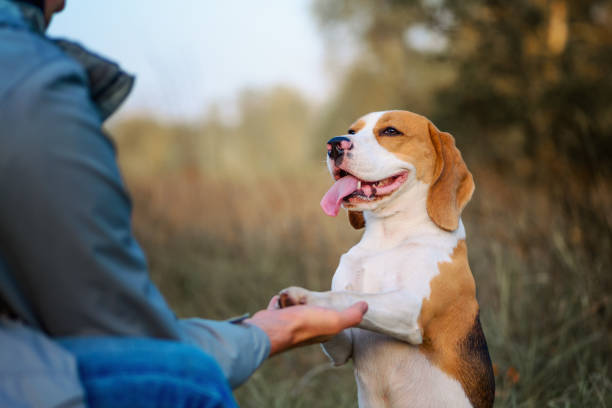 Dog training Dog owner teaching his pet Sit Pretty (Beg, Put em Up) trick outdoor against nature background canine animal stock pictures, royalty-free photos & images