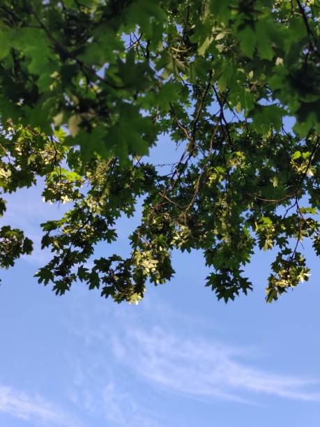 istock green foliage of a tree against a blue sky 1280320537