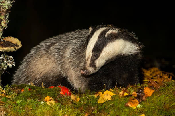 istock Badger in Autumn with red Toadstool and clean, black background 1280321203