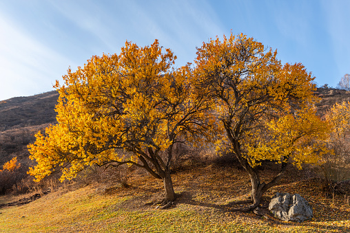 Wild apricot trees with yellow and orange autumn foliage on a sunny morning in the mountains