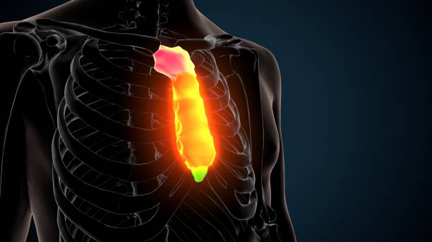 인간 골격 흉골 뼈 해부학의 3d 그림 - false rib 뉴스 사진 이미지