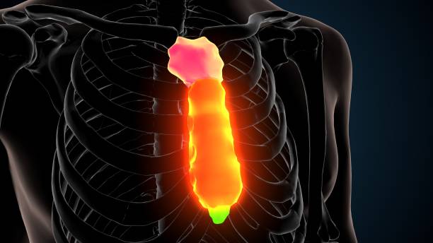 인간 골격 흉골 뼈 해부학의 3d 그림 - false rib 뉴스 사진 이미지