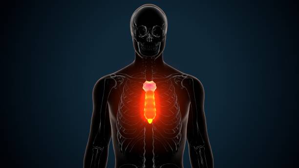 인간 골격 흉골 뼈 해부학의 3d 그림 - false rib 뉴스 사진 이미지