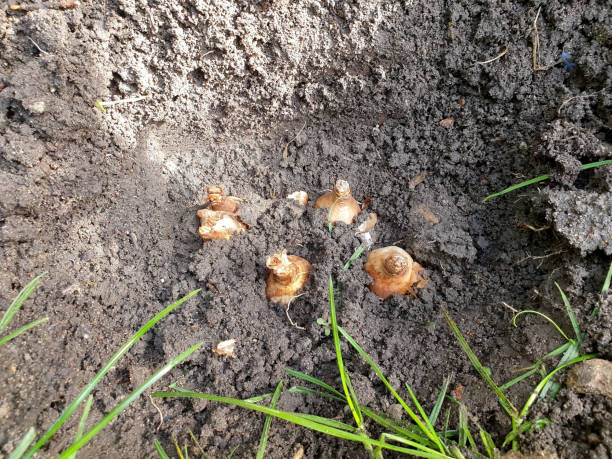 istock Bring flower bulbs to the ground in autumn 1280322392