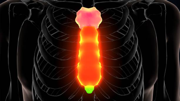 인간 골격 흉골 뼈 해부학의 3d 그림 - false rib 뉴스 사진 이미지