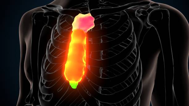 인간 골격 흉골 뼈 해부학의 3d 그림 - false rib 뉴스 사진 이미지