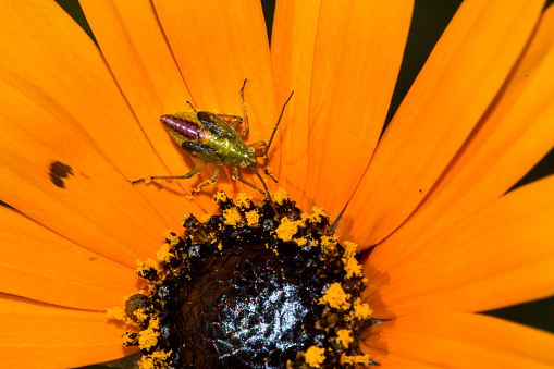 Tiny thrip insect with big eyes feeding on orange spring wildflower in Biedouw Valley, Western Cape, South Africa