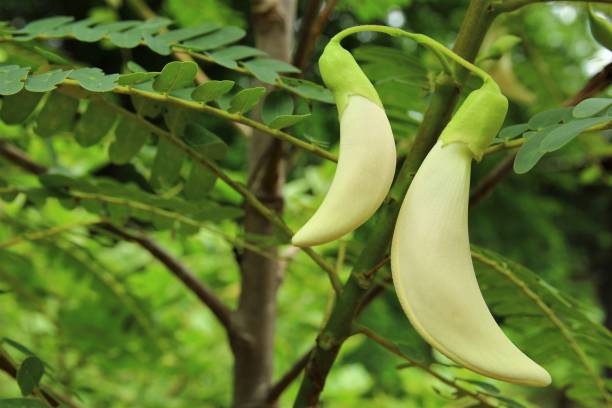 istock Hummingbird vegetables stock photo 1280323967