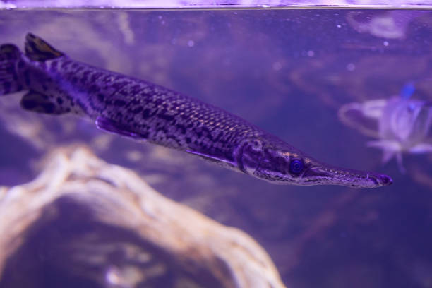 Close up of Spotted gar (Lepisosteus oculatus)