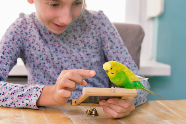 istock Young Girl and Funny Yellow-Green Budgerigar Playing  with Mirror Reflection 1280324072