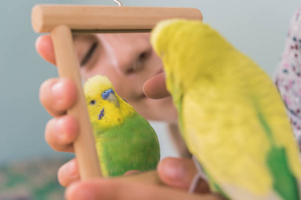 istock Young Girl and Funny Yellow-Green Budgerigar Playing  with Mirror Reflection 1280324078
