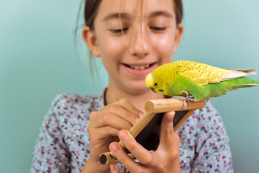 Young Girl and her Pet Budgerigar Enjoy Playing Together